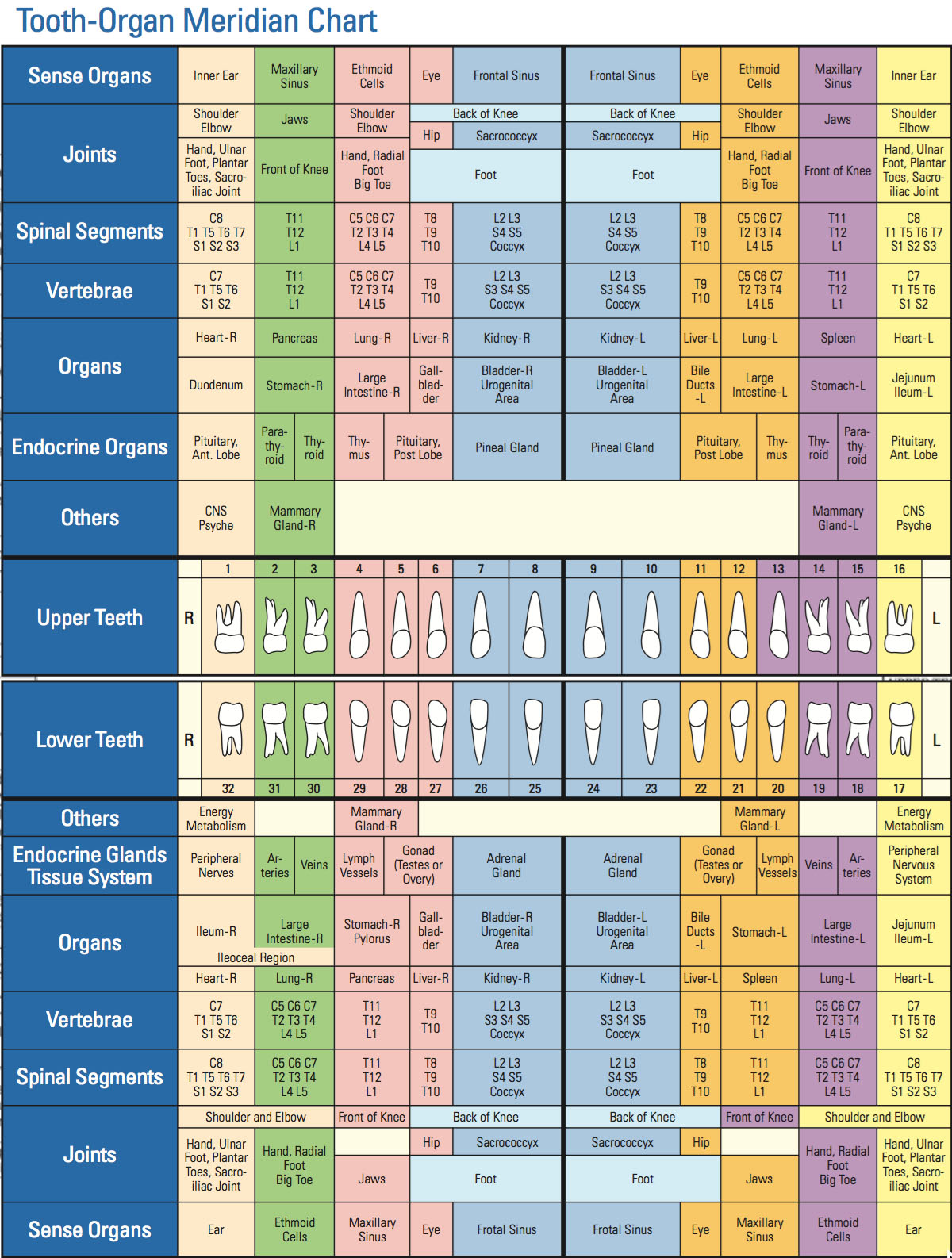 Tooth Chart Corresponding Organs