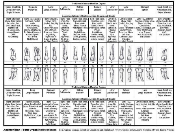 Anatomical Dental Chart