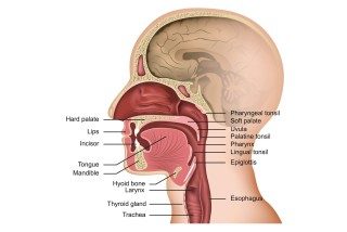 Tongue Posture: What is Proper Tongue Posture, and Why is it so Important?